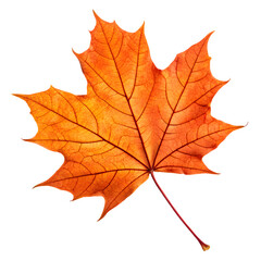 Fototapeta premium Vibrant orange maple leaf with intricate veins on a black background