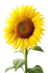 Fototapeta premium Vibrant sunflower against white background (1)
