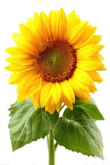 Obraz premium Single sunflower, vibrant yellow petals, dark brown center, green leaves, isolated on white