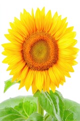 Obraz premium Bright sunflower head against white background