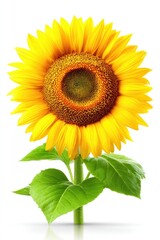 Obraz premium Single sunflower with vibrant yellow petals and a dark center, bright green leaves on a long stem, isolated against white background
