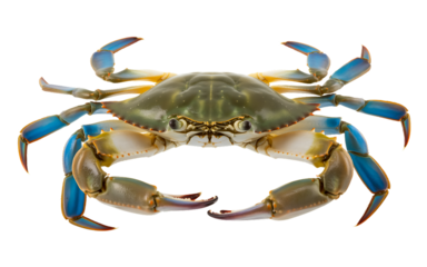 Blue crab with bright blue legs isolated on transparent background