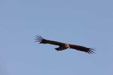 Himalayan vulture (Gyps himalayensis) or Himalayan griffon vulture is an Old World vulture native to the Himalayas.