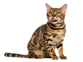 Beautiful Bengal cat licking nose isolated on white background, spotted domestic feline breed with green eyes and patterned fur