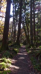 Obraz premium Forest path bathed in sunlight