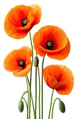 Obraz premium Four vibrant orange poppies on stems against a white background