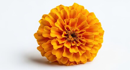 Vibrant Marigold Flower on White Background, Close-Up Studio Shot