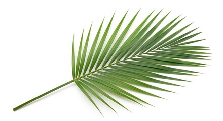 Obraz premium Fresh Green Palm Leaf Isolated on a White Background, Tropical Frond Detail