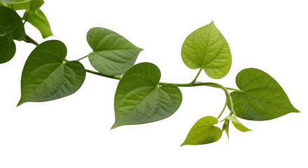 Green heart shaped leaves on a vine isolated on transparent background