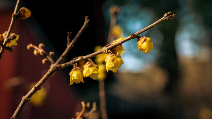 Wintersweet