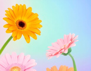 Bright gerbera daisies against a soft pastel background
