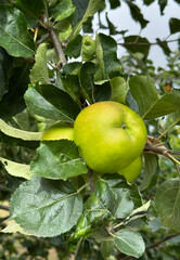There are a lot of green apples on the branches of an apple tree in the garden. Cultivation of eco-apples.