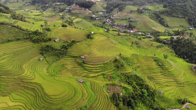 Rice terraces, drone photography, Mu Cang Chai, Vietnam, September 2025
