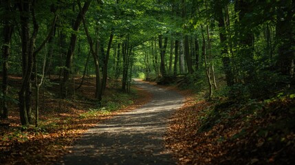 Obraz premium A winding path meanders through a dense forest, bathed in dappled sunlight, creating a serene and tranquil scene.