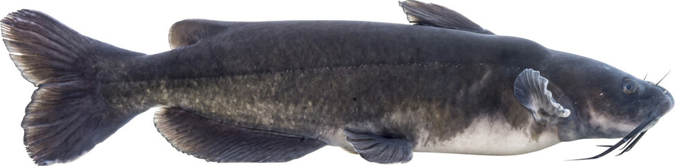 Channel Catfish Isolated On Transparent Background