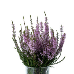 Fototapeta premium purple heather blooms in a clear vase for home decor Delicate