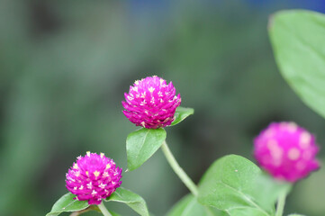 Amaranthaceae, Bachelors button or Globe Amaranthus or  Gomphrena globosa L or fuchsia color flower