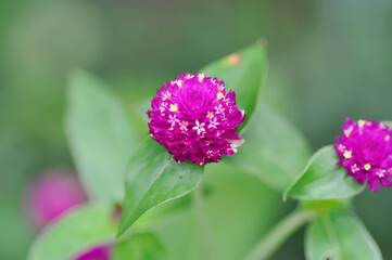 Fototapeta premium Amaranthaceae, Bachelors button or Globe Amaranthus or Gomphrena globosa L or fuchsia color flower