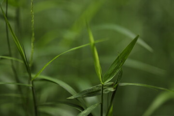 green grass in the wind, green grass in the morning