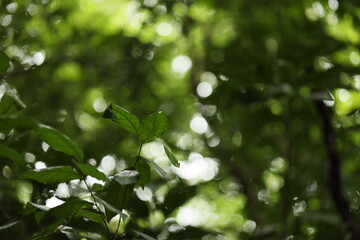 Green leaves in the forest have bokeh backlight.