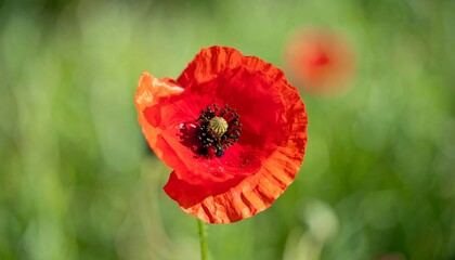 Red Poppy Close-up in Field