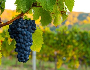 Fototapeta premium Clusters of dark grapes on vine, autumnal vineyard