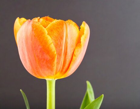 Orange Tulip Close-up Studio