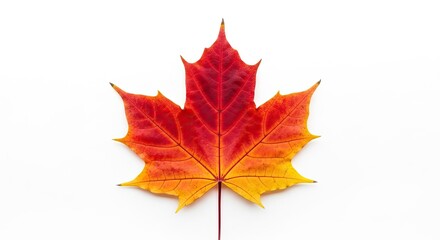 Fototapeta premium Stunning Autumn Maple Leaf with Gradient Red, , and Yellow Hues, Isolated on a Pure White Background