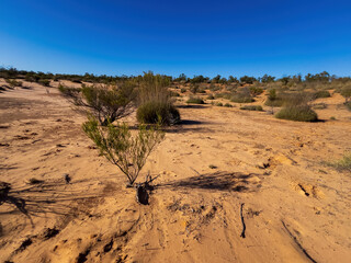 A typical Mallee desert scene with low scrub, scattered vegetation, and weathered stumps scattered across the arid sandy ground. The harsh yet striking landscape reflects the resilience of plants.