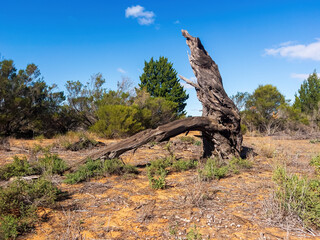 A typical Mallee desert scene with low scrub, scattered vegetation, and weathered stumps scattered across the arid sandy ground. The harsh yet striking landscape reflects the resilience of plants.
