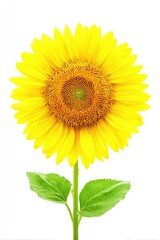 Obraz premium Bright sunflower against white