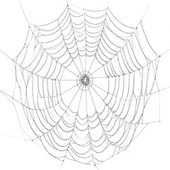 Obraz premium Detailed spiderweb graphic (1)