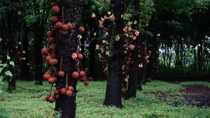 Shorea robusta  tree with fruit in the garden,Thailand.
