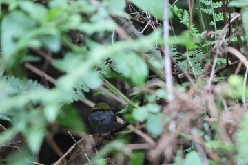 Grey-bellied tesia (Tesia cyaniventer) is a species of warbler in the family Cettiidae. This photo was taken in North India.