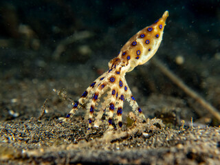 Blue-ringed Octopus Hapalochlaena reacting