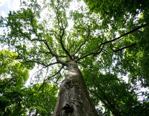 Naklejka premium Lush canopy over towering tree