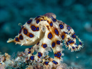 Blue-ringed Octopus Hapalochlaena reacting
