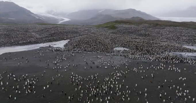 Rare 4K Drone Aerial Footage of the World&rsquo;s Largest King Penguin Colony in South Georgia, Antarctica | Over 400,000 Penguins in Remote Polar Wilderness, Wildlife, Seascape and Glacier Landscape
