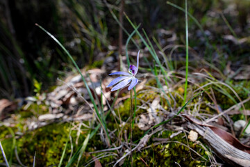 Blue Finger-Orchid Cyanicula caerulea flower