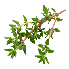 Fresh Green Thyme Sprigs Isolated on Black Background