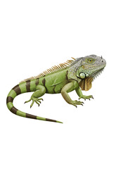 Obraz premium Green Iguana Reptile Illustration with Detailed Scales and Stripes png clear alpha channel cutout isolated on transparent background