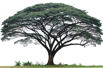 Fototapeta premium Large, mature tree with a broad canopy, isolated against a plain white background