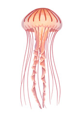 Ethereal Pink Jellyfish Illustration with Glowing Tentacles png clear alpha channel cutout isolated on transparent background
