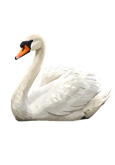 Fototapeta premium Elegant White Swan Portrait - Digital Painting png clear alpha channel cutout isolated on transparent background