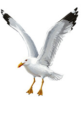 Naklejka premium Seagull in Flight with Wings Spread Wide png clear alpha channel cutout isolated on transparent background