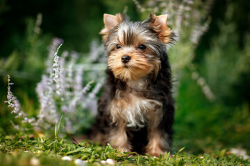 yorkshire terrier walking in the park