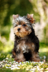 yorkshire terrier walking in the park
