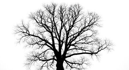 Intricate silhouette of a leafless tree in late autumn, its barren branches reaching out against a stark white sky, a minimalist natural abstract