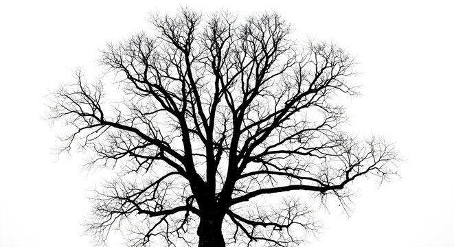 Intricate silhouette of a leafless tree in late autumn, its barren branches reaching out against a stark white sky, a minimalist natural abstract - Powered by Adobe