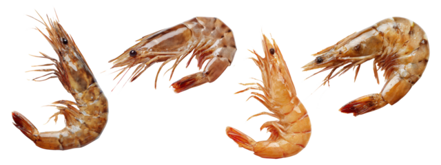 Set of fresh prawns isolated on trnsparent background

